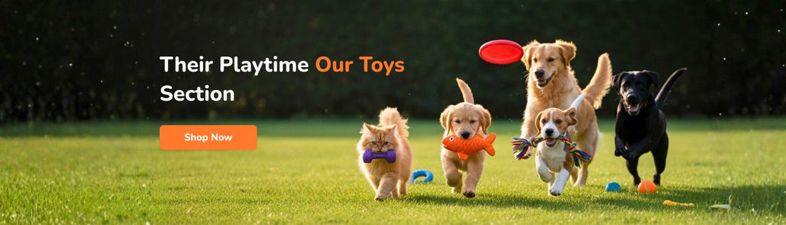 Best Dog Accessories in India 2026: 7 Essentials | The Pet Foundry