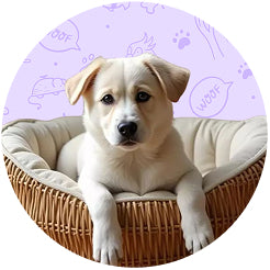 Dog Mattresses & Sofas