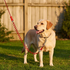 Dog Tie-Out Cable 12ft | Heavy-Duty Rust-Resistant Steel Outdoor Pet Stake Lead | For Medium & Large Dogs