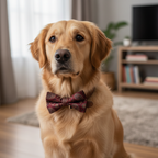 Pet Hair Bow Cards | Decorative Grooming Hair Bows 12-Pack Assorted Colours | For Dogs & Cats