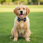Pet Hair Bow Cards | Decorative Grooming Hair Bows 12-Pack Assorted Colours | For Dogs & Cats