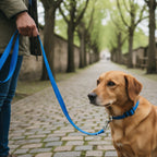 Plain Nylon Dog Leash & Collar Set | Classic Lightweight Adjustable Walking Combo | For All Breed Dogs