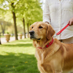 Plain Nylon Padded Dog Collar | Soft Cushioned Adjustable Comfortable Neck Strap | For All Breed Dogs