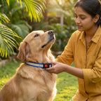 Reflective Safety Dog Collar | High-Visibility Night Walking Adjustable Nylon Neck Strap | For All Breed Dogs