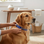 Soft Nylon Dog Choke Collar with Normal Chain | Gentle Slip Training Adjustable Collar | For All Breed Dogs