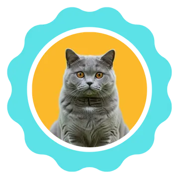10.webp
