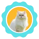 11.webp